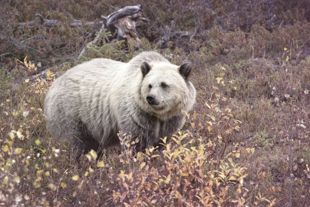 (ALL INTERNAL USES, CREDIT IS REQUIRED) Grizzly Bear (Ursus arctos horribilis) sometimes called the silvertip bear; ranges from Alaska, south through much of Western Canada, and into the northern Northwestern United States including Idaho, Montana and Wyoming. The grizzly bear is listed as threatened in the contiguous United States, and endangered in parts of Canada. PHOTO CREDIT: ©Robert M. Griffith